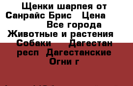 Щенки шарпея от Санрайс Брис › Цена ­ 30 000 - Все города Животные и растения » Собаки   . Дагестан респ.,Дагестанские Огни г.